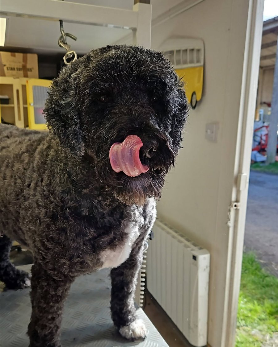 Alfie the Portuguese water dog