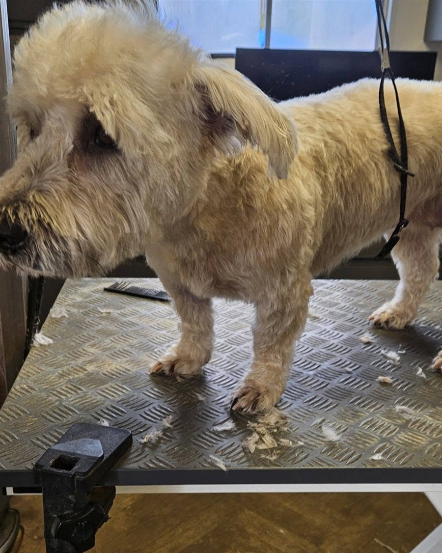 A Glen of Imaal Terrier after her groom