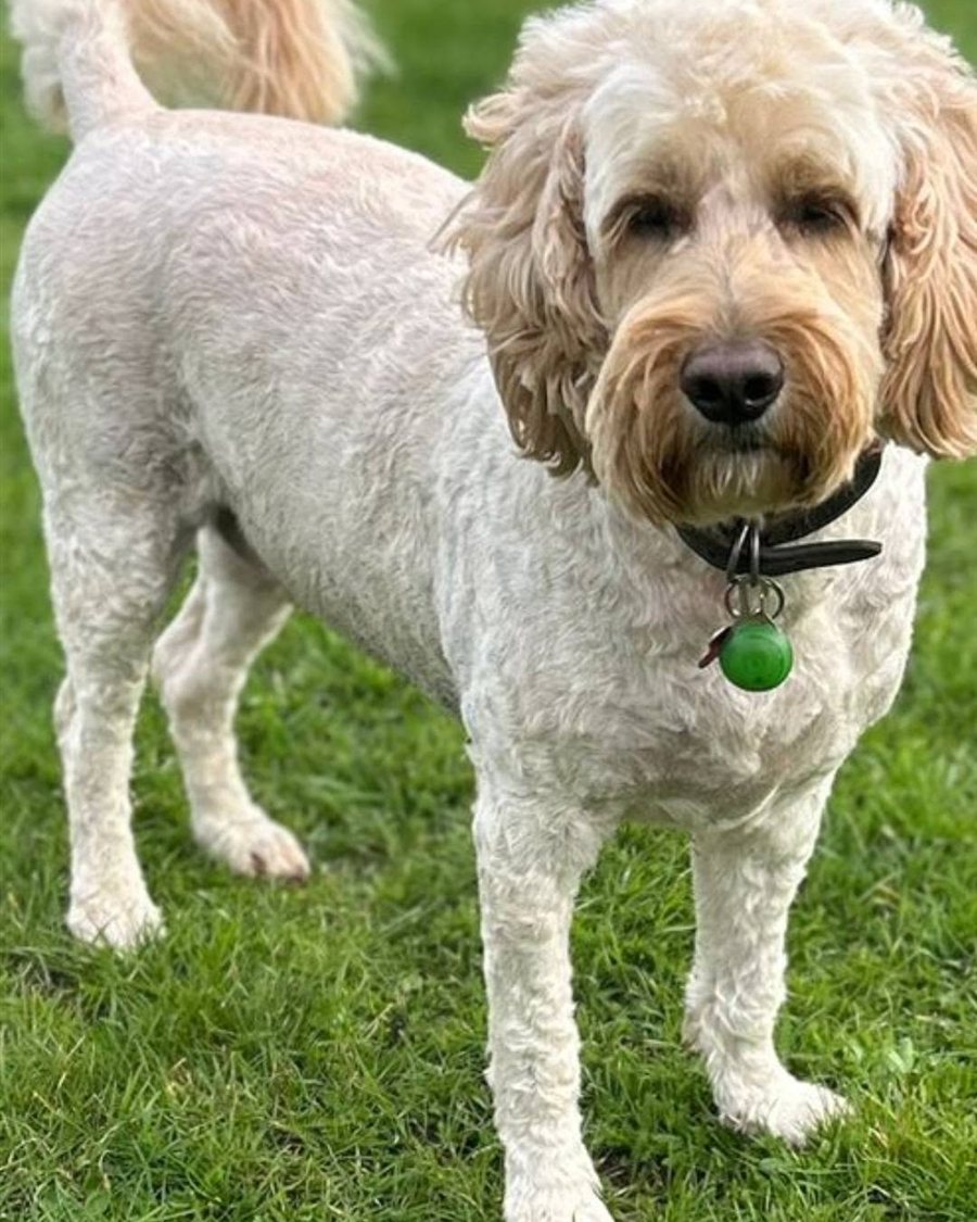 Teddy after his groom