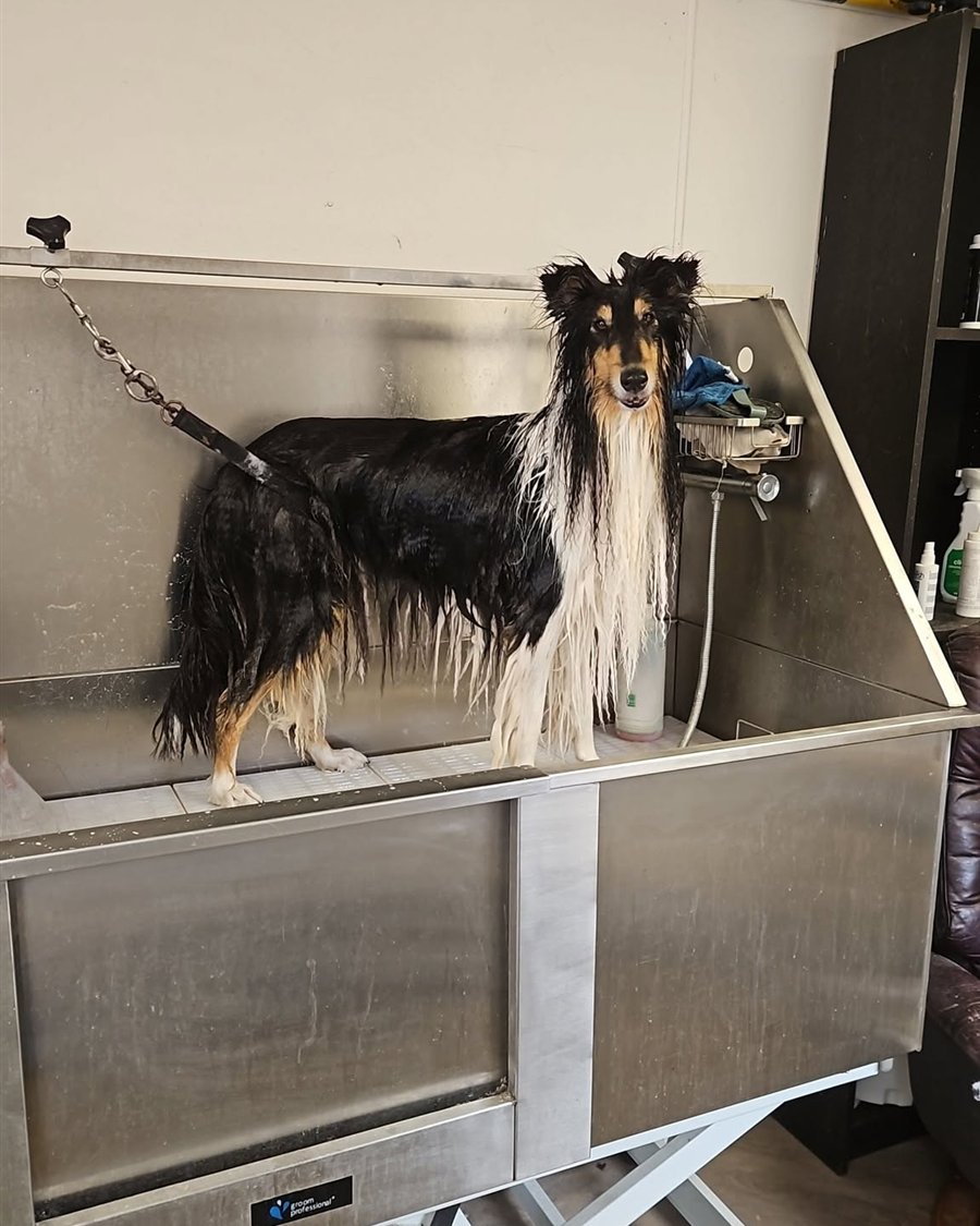 Honey the Rough Collie in the shower