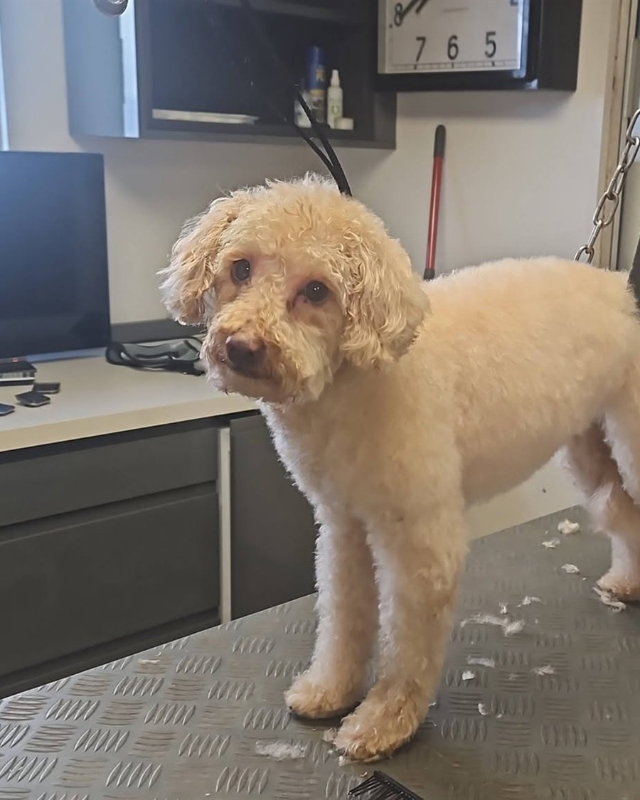 Joey the miniature poodle