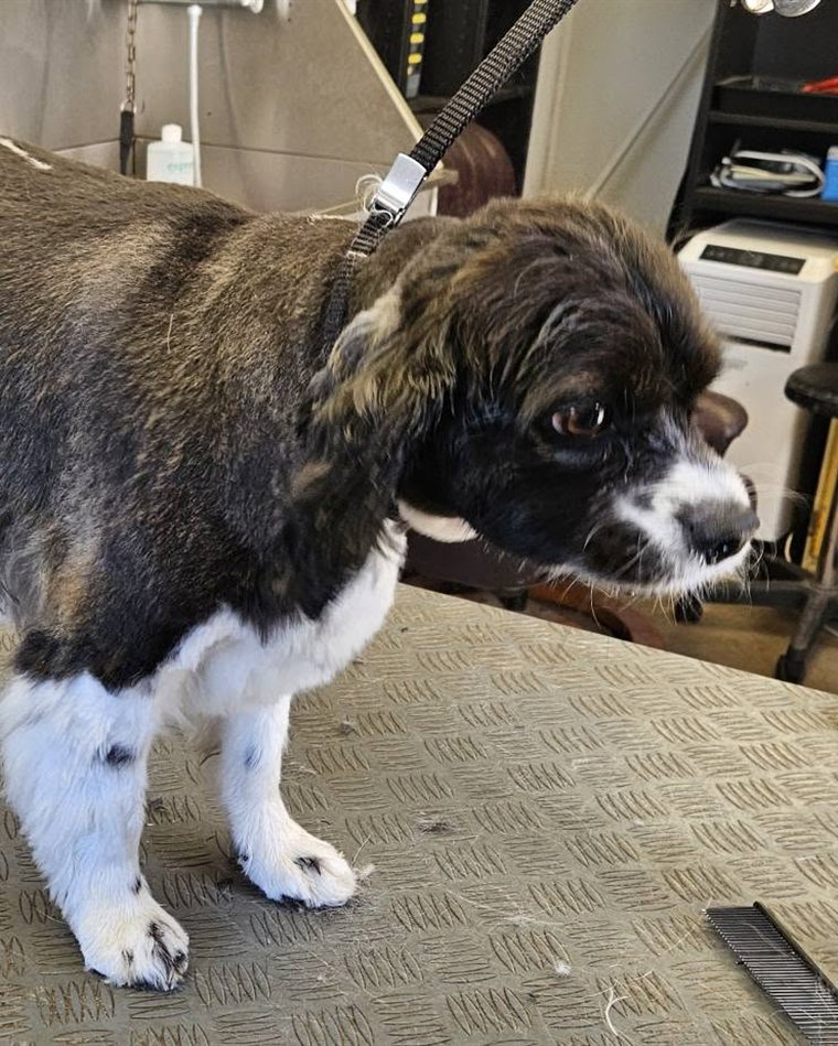 Lucky after his groom