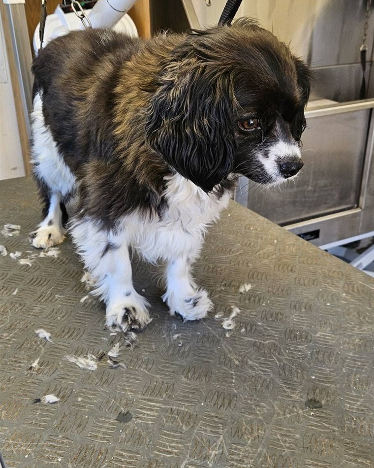Lucky before his groom